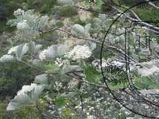 Рябина крымская 002